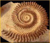 fossile