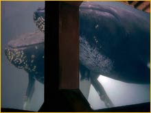 Baleines téléportées