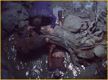 Troglodyte coincé
