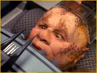 Neelix